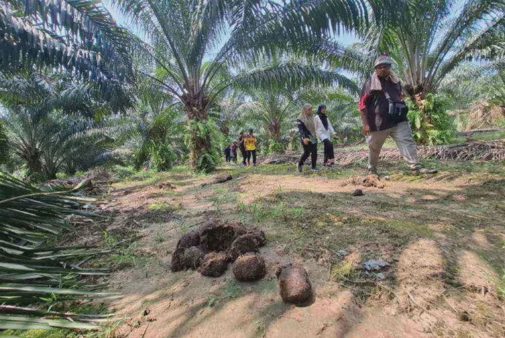 Image from: Pekebun rugi puluhan ribu, kebun sawit 'dikerjakan' gajah