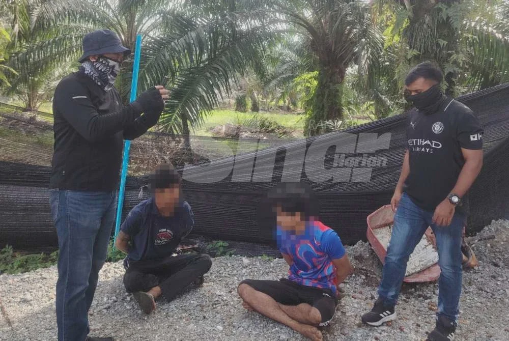 Image from: Stor tersorok dalam ladang sawit jadi pusat pemindahan haram LPG subsidi