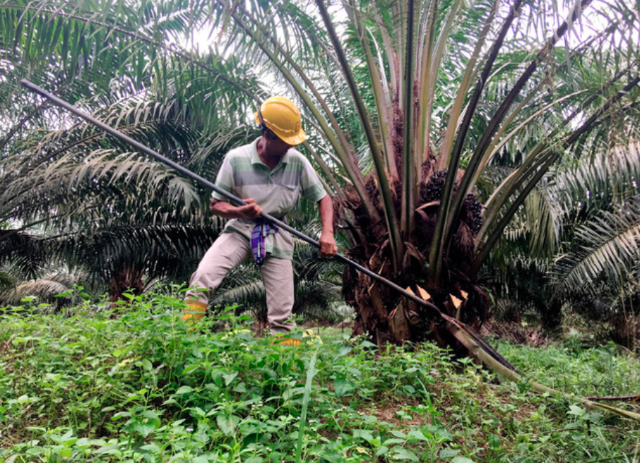 Bright Packaging partners with Datai Plantations to invest in S’wak oil ...