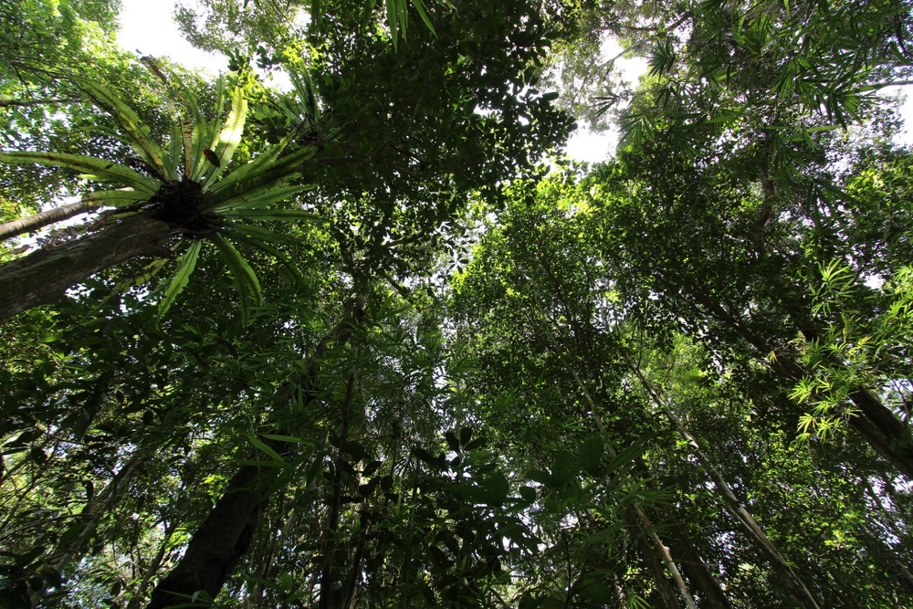 Forest director: PFEs have potential to be carbon storage areas