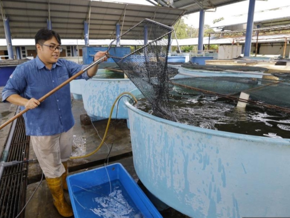 IPR-INTAN at UPM chooses red tilapia for cage farming project