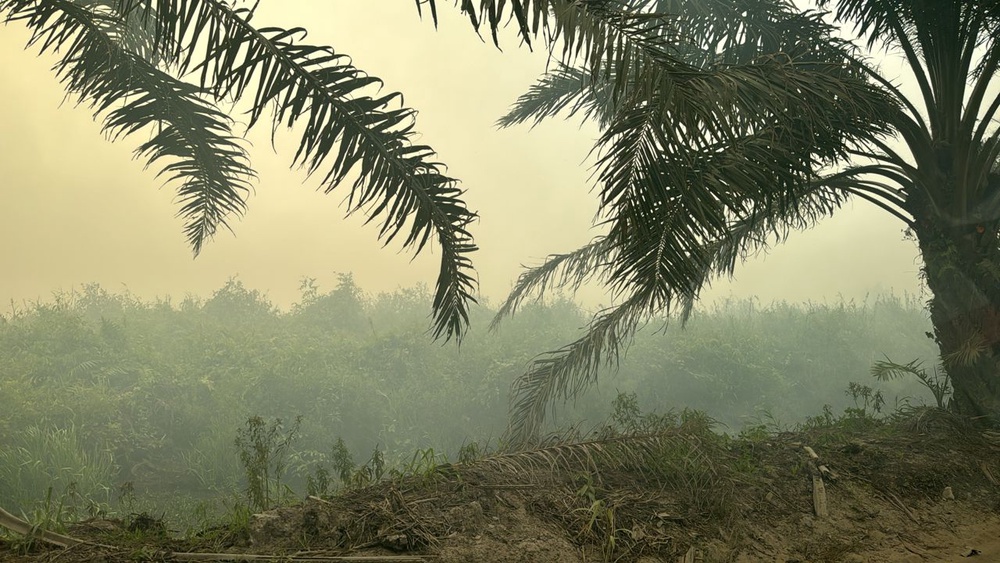 Fire destroys 21 ha of peatland, forest in Adong area