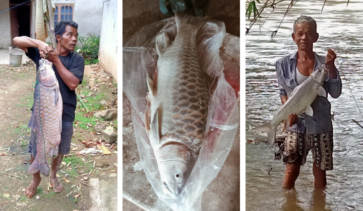 have-you-heard-about-the-most-expensive-fish-in-malaysia-empurau-who