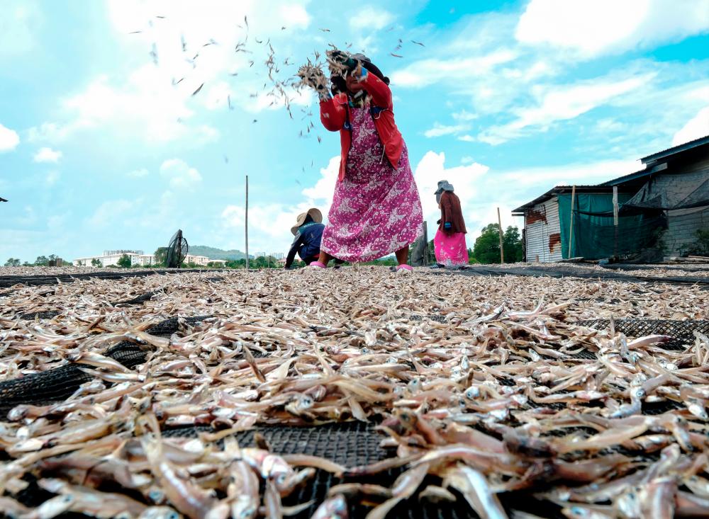 Cuaca panas: Biasa jemur ikan bilis dua hari, kini hanya beberapa jam