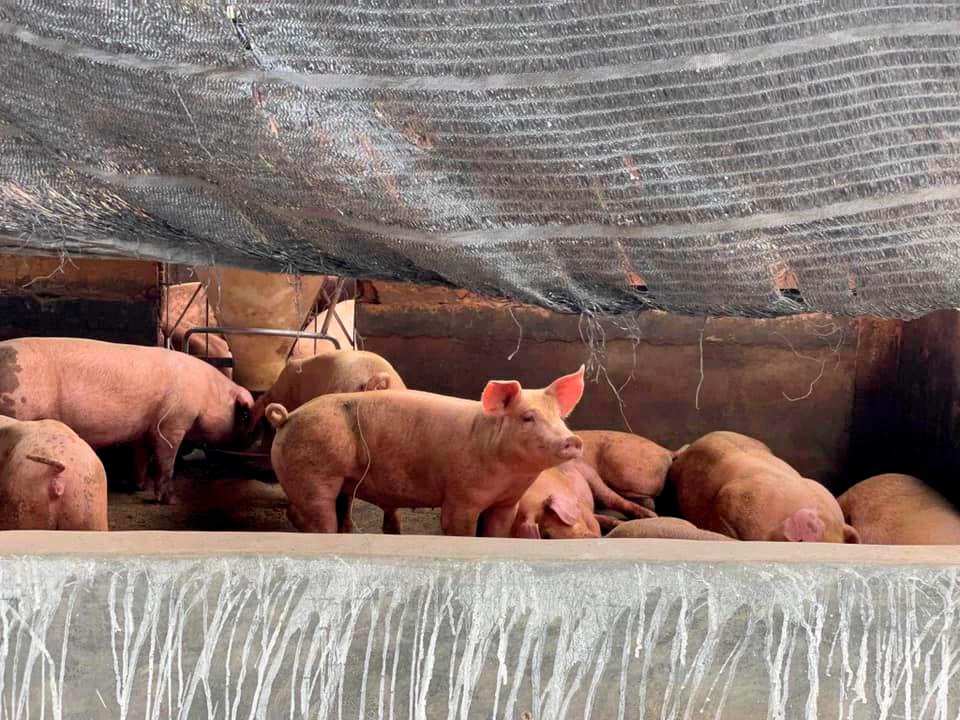 Perak to speed up modern pig farming system: Exco