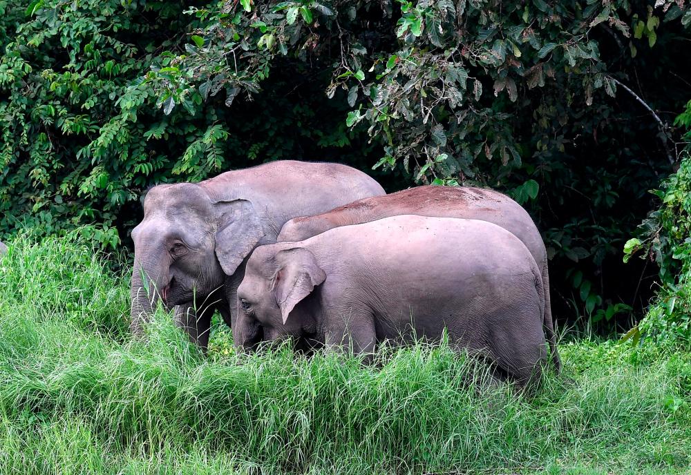 Gajah Liar Rosakkan Kebun Orang Asli Di Pos Belatim