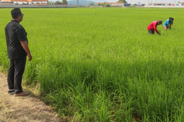 Image from: Intervensi BERNAS lonjak pendapatan pesawah 167 peratus