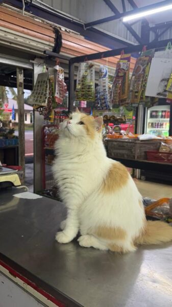 Image from: Rocket si kucing ‘kaki bersosial’