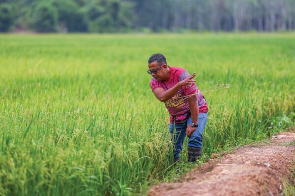 Image from: Apa nasib Jelapang Padi?