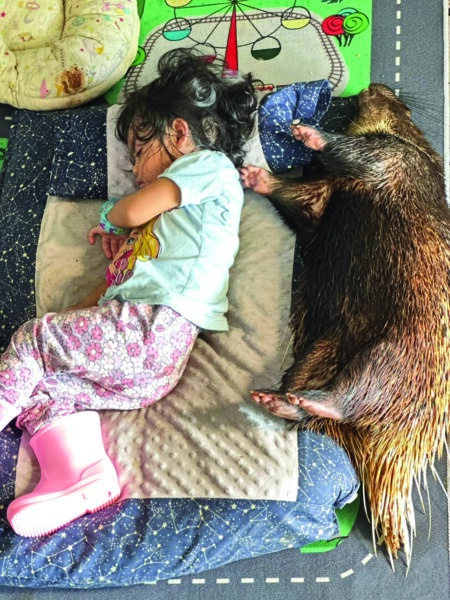 Image from: Blacky pandai buka sangkar, bawa geng berjalan