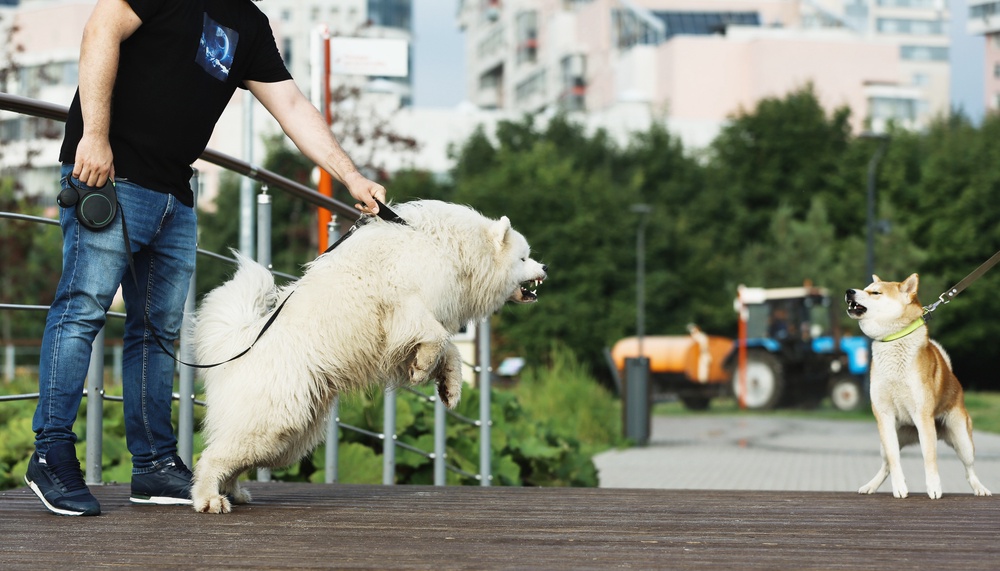 How to Socialize a Dog-Reactive Dog