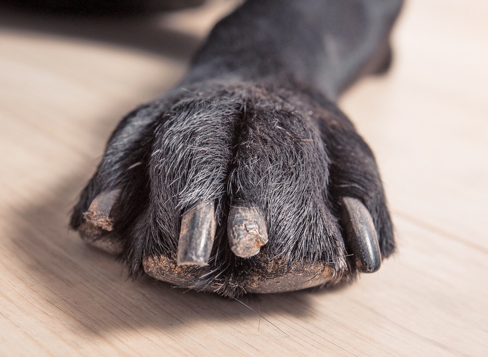 why-are-my-dog-s-nails-splitting