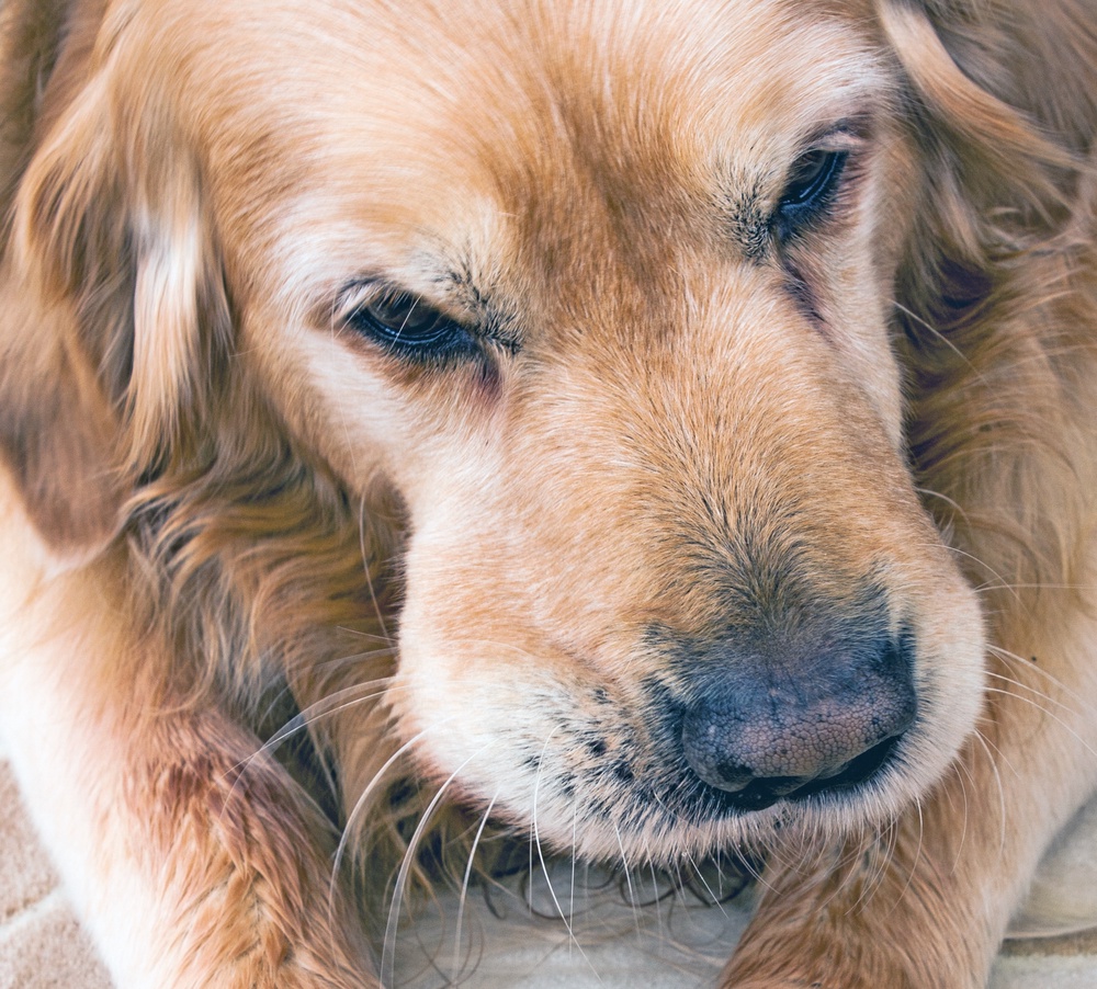 Common Sudden Skin Lumps on a Dog