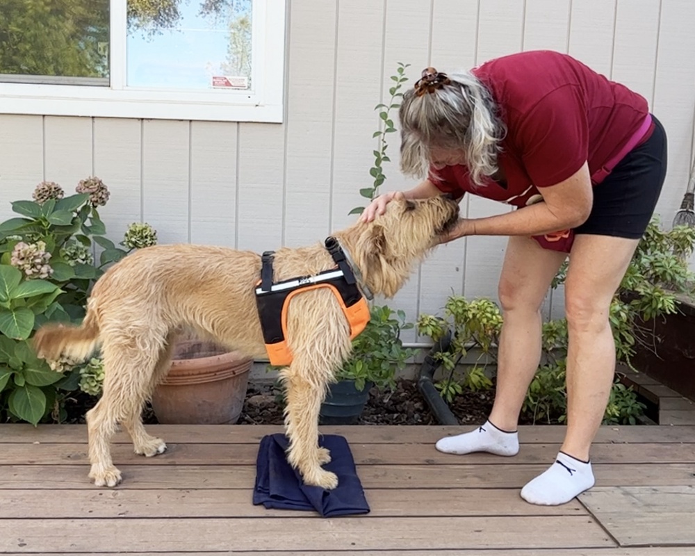 How to Put a Harness on Your Dog