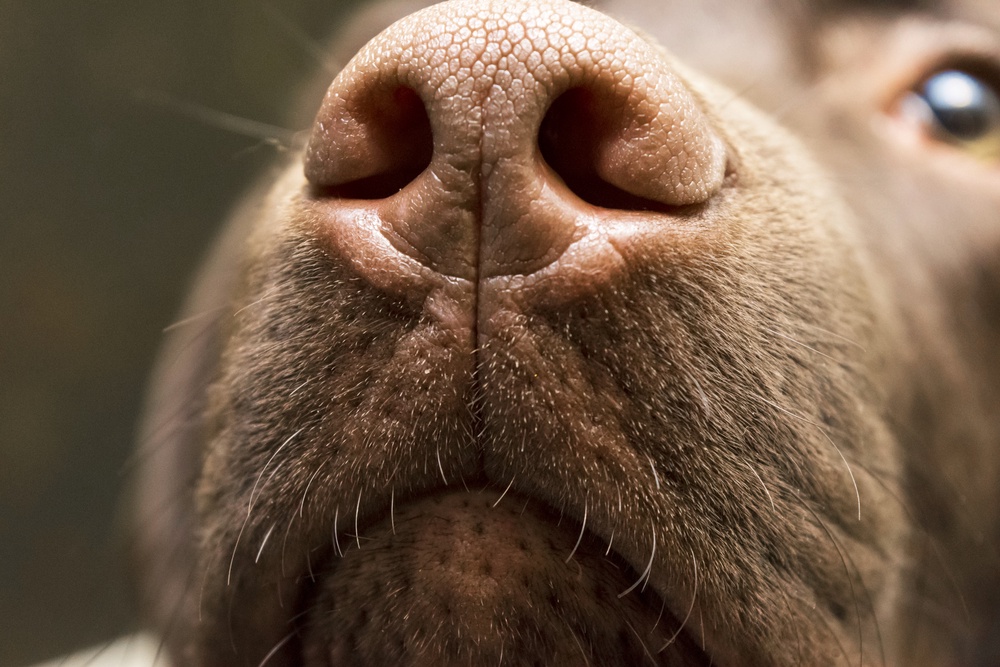 Why Is My Dog’s Nose Wet?