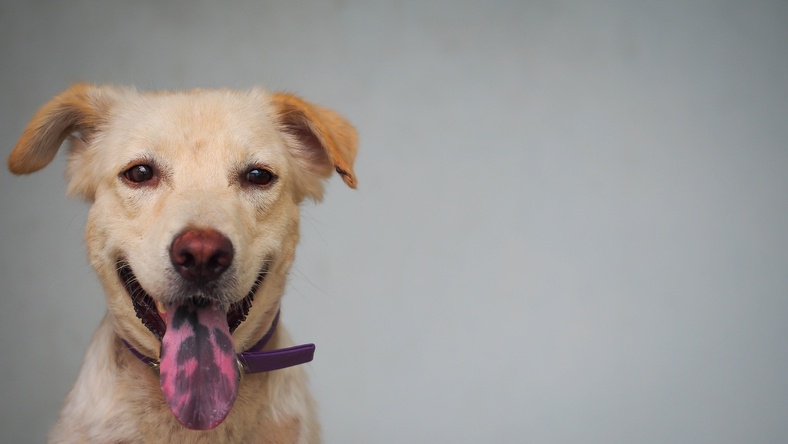 black-spot-on-your-dog-s-tongue