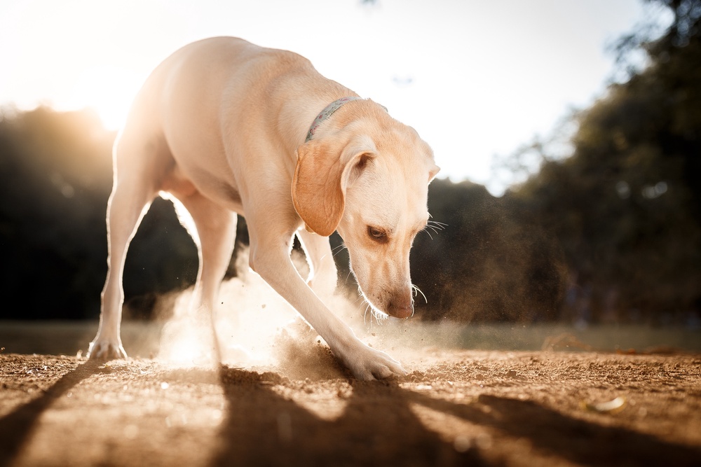 Dog is eating hot sale grass like crazy