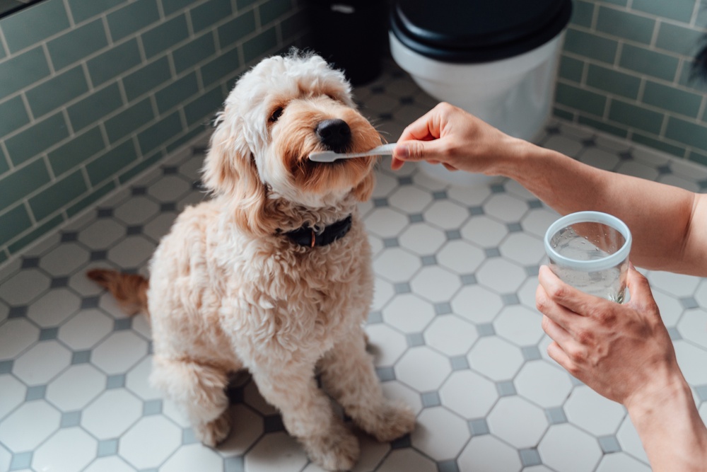 Homemade clearance puppy toothpaste