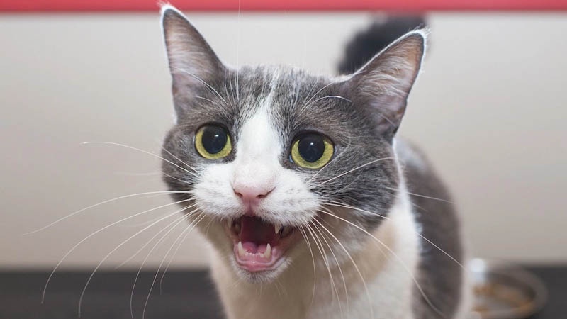 What Does “Meow” Actually Mean? A Cat Language Expert Has the Answer