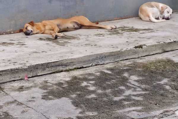 Opinion: Malaysia needs humane solutions to handle stray animals