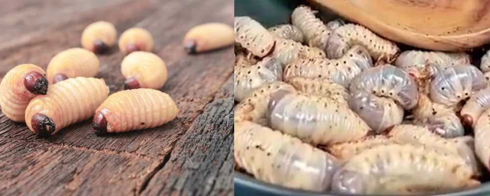 Influencer Nak Cerita Makan Ulat Sagu Tapi Salah Ulat?