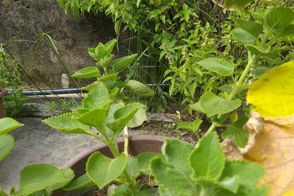 3Qs Garden Plant Inventory: The Mighty Lemuju - Nature's Multinational Healer