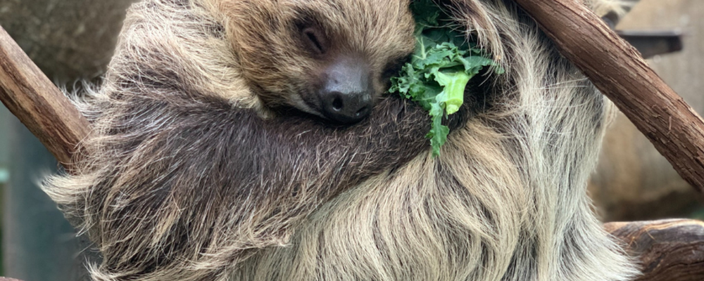 The National Zoo announces death of famed sloth: ‘We miss her dearly’