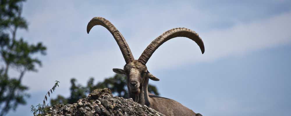Ego Checking in the Capricorn Season: What I learned