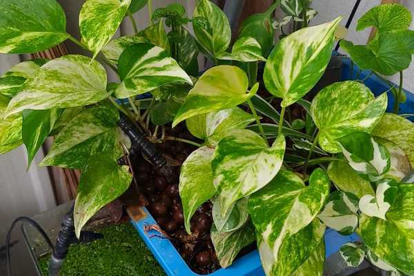 From Abandoned Aquariums to Thriving Vaquaponics: A Sustainable Home Solution