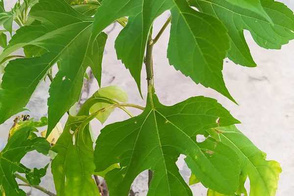 3Qs Garden Plant Inventory: Unlocking the Power of the Insulin Plant: Tips for Growth and Use