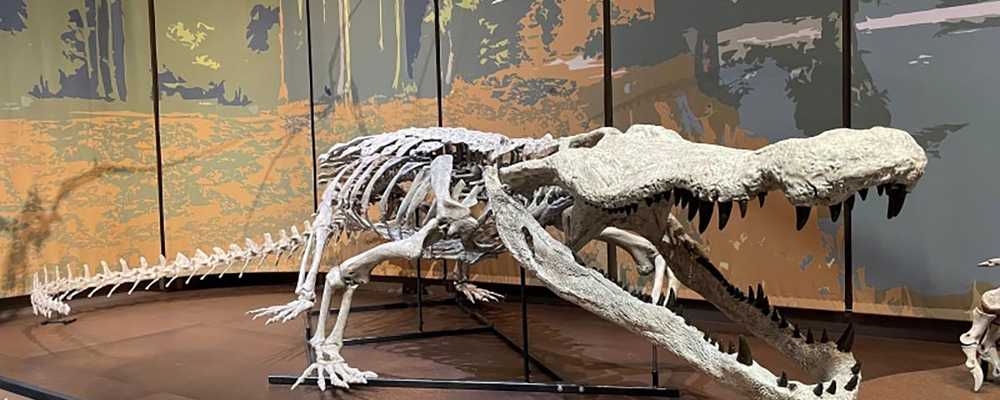 Massive 'dinosaur-killer' crocodile reconstructed in unprecedented
