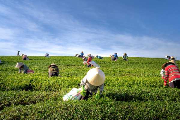 Urgent Reforms Needed to Secure the Future of Padi Farmers in Malaysia