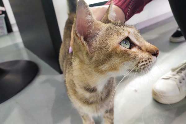 Not Enough Vets? Your Pet Might Pay the Price