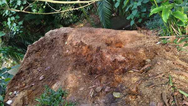 Malaysia’s Overlooked Gardening Gold: Why Horse Dung Deserves a Second Look