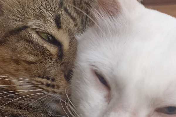 Pendapat: Menjaga dan mencintai kucing serta haiwan peliharaan lainnya