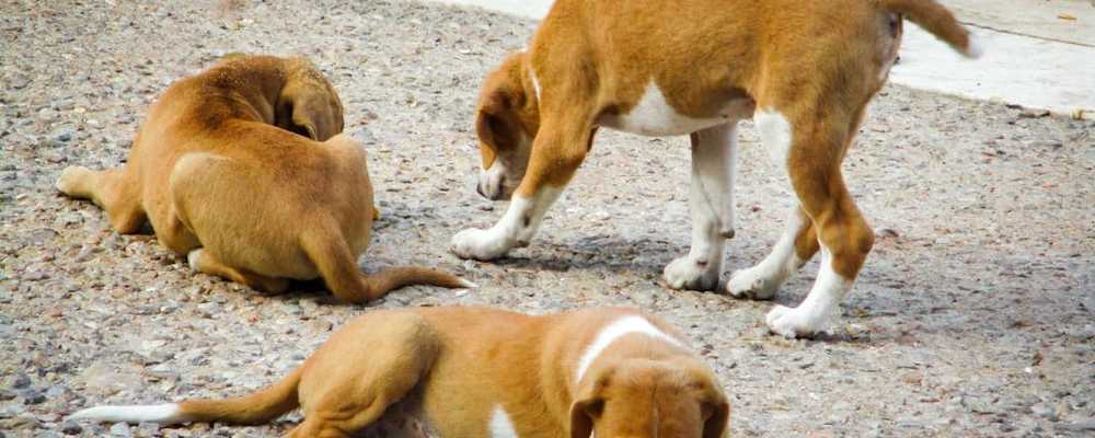 Dog poisoning in Serdang: When cruelty goes unchecked, it poisons us all
