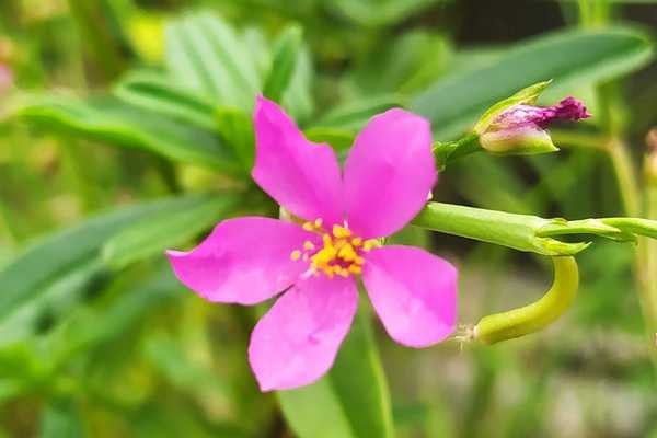 3Qs Garden Plant Inventory: Ginseng Jawa - The Hidden Jewel Of Health