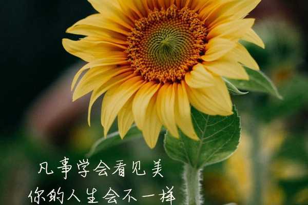 凡事学会看见美,你的人生会不一样