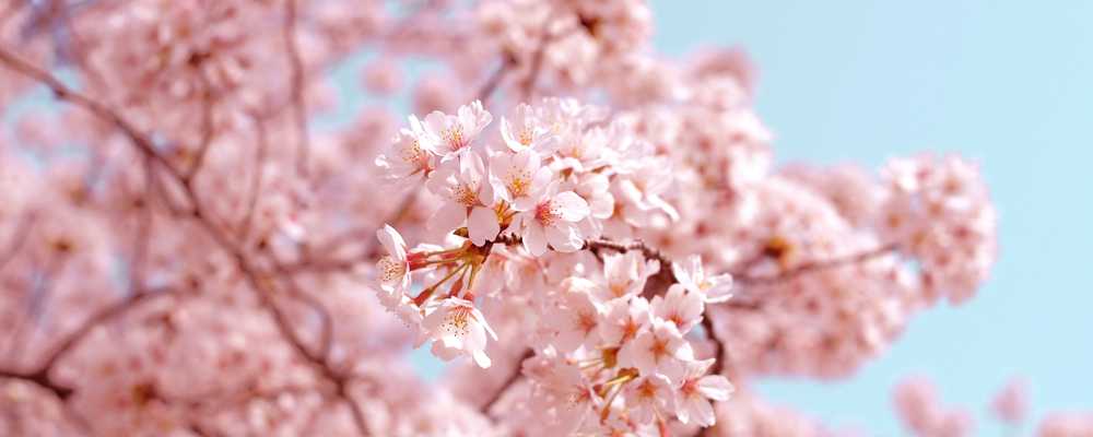 Cherry Blossom Season Around the World