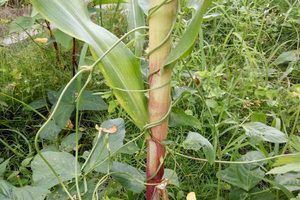 Grandpa's Garden: Cultivating Wisdom