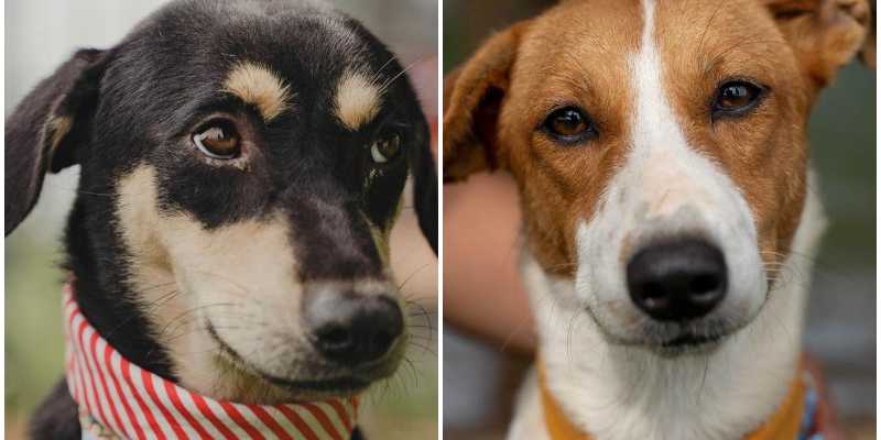 Furever home: Dogs rescued from Sri Muda floods up for adoption