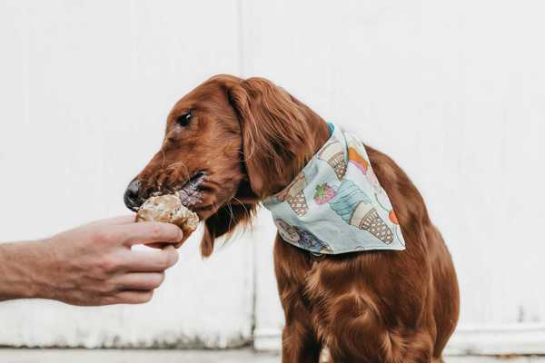 Beware : 5 Foods That Can Harm Your Dog's Health
