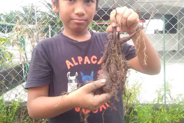 3Qs Garden Chronicles : Growing Wonders - Qayyum’s Sweet Potato Journey