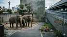 OPINION | Tears in Osaka: The Malaysian Elephants at a Crossroads