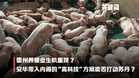 【关键词】雪州养猪业生机重现?安华带入内阁的“高科技”方案能否打动苏丹?
