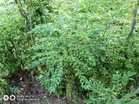 #EiTahuTak | In Malaysia, curry leaves are the one thing Indians, Chinese, and Malays can agree on.