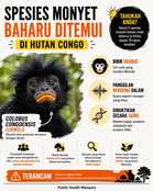 Spesies monyet baharu ditemui di Congo!