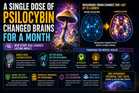 A Single Dose of Psilocybin Changed Brains for a Month