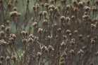 AhNg Orders Flowers from Pinduoduo, Only to Receive Them 21 Days Later in This Condition