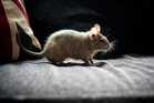 “Rat Droppings Can Kill? The Scary Truth About Hantavirus”